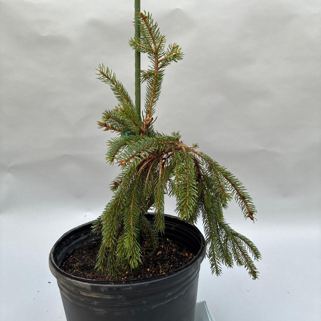 カナダトウヒ　ペンデュラ