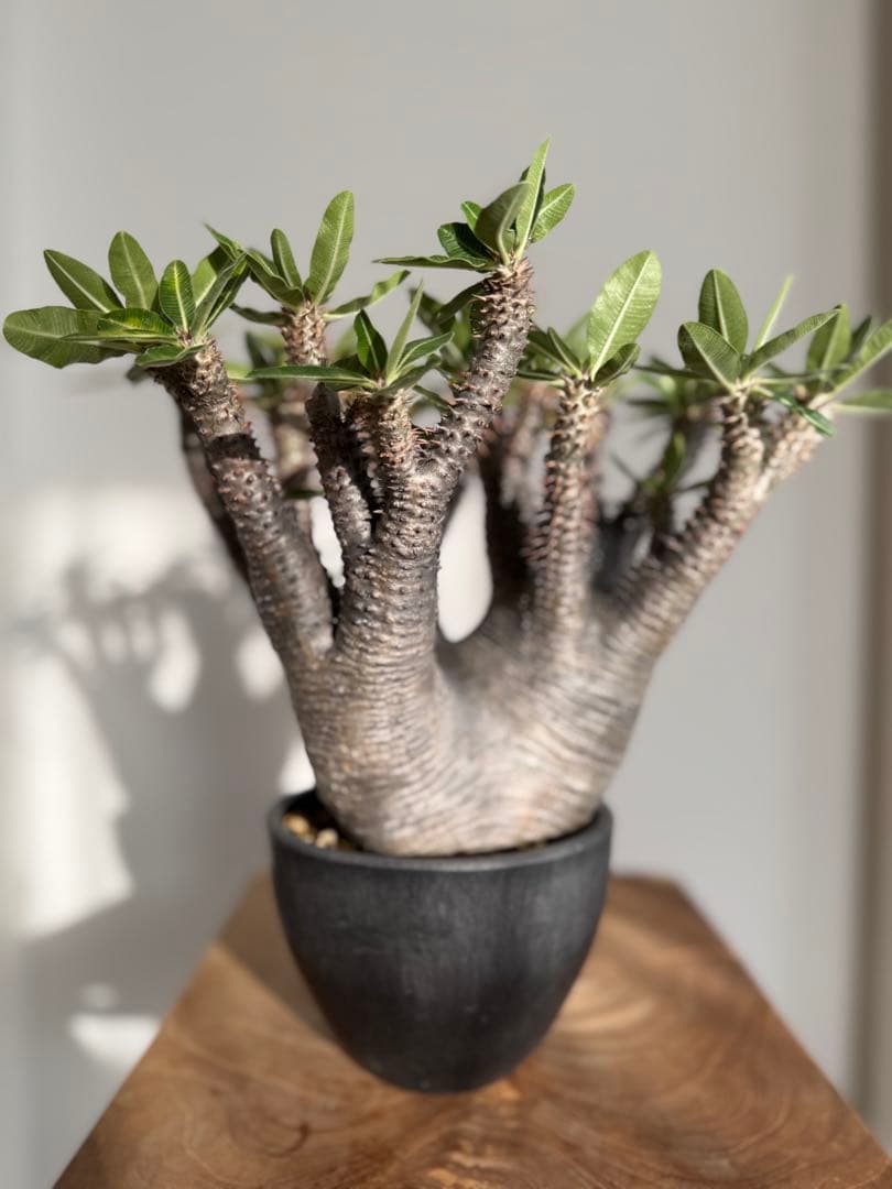 パキポディウム マカイエンセ 良型 大株 現地球 発根済み