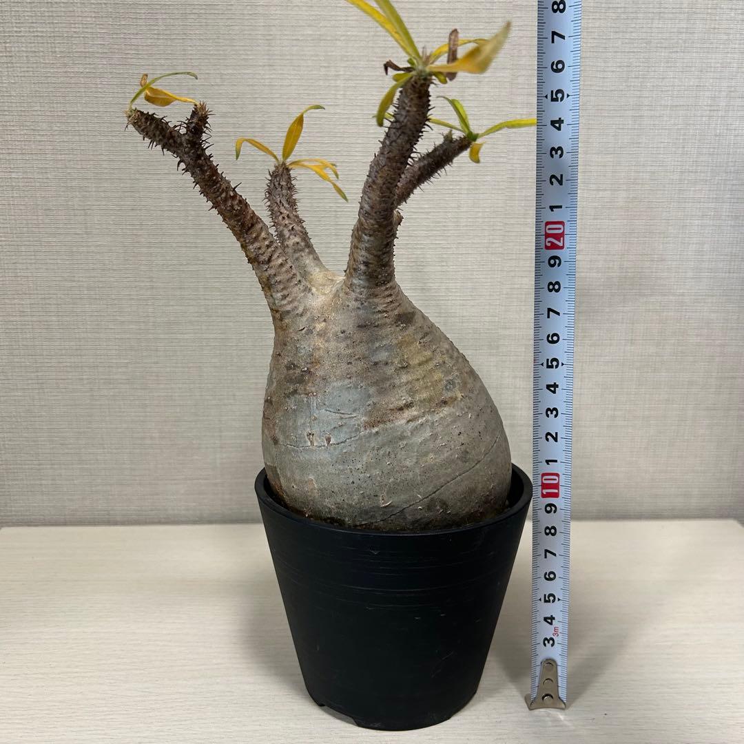 パキポディウム・グラキリス⑩ 発根済み　現地球