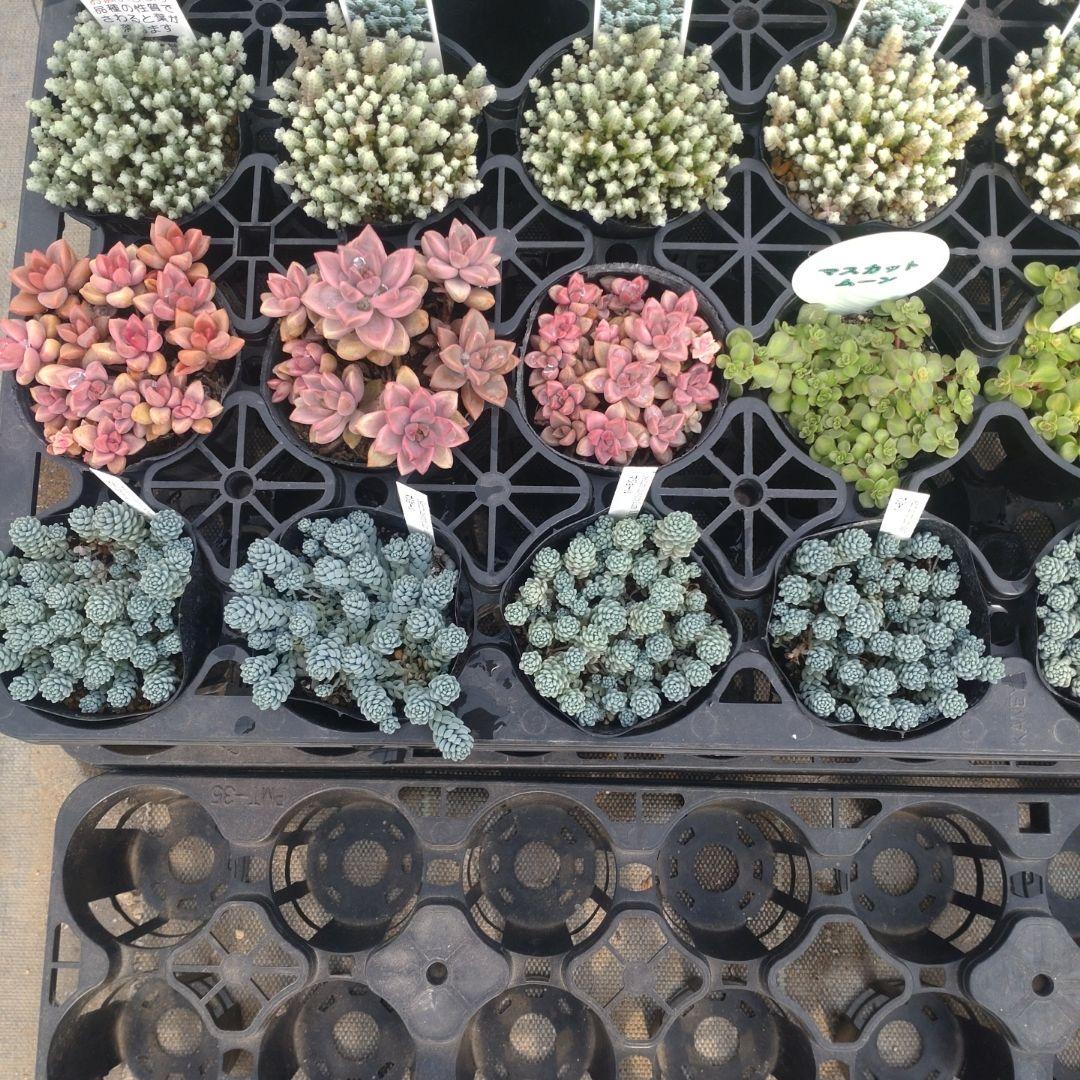 さくちゃんさん専用