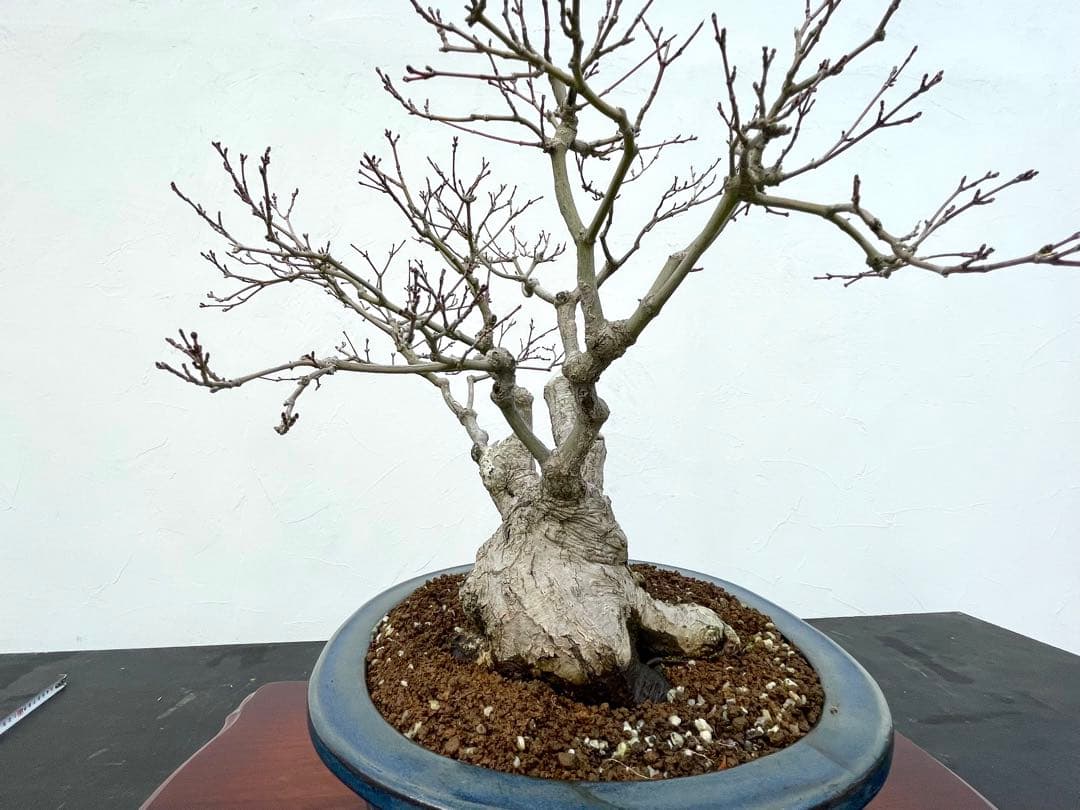 三河盆栽　板屋紅葉　イタヤモミジ　盆栽　極太　変わり木　葉物　希少品種　古木