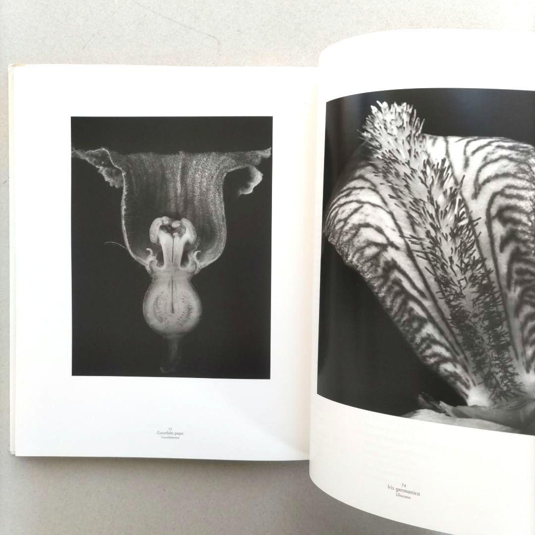 Die Welt der Pflanze/アルベルト・レンガー=パッチュ 写真集