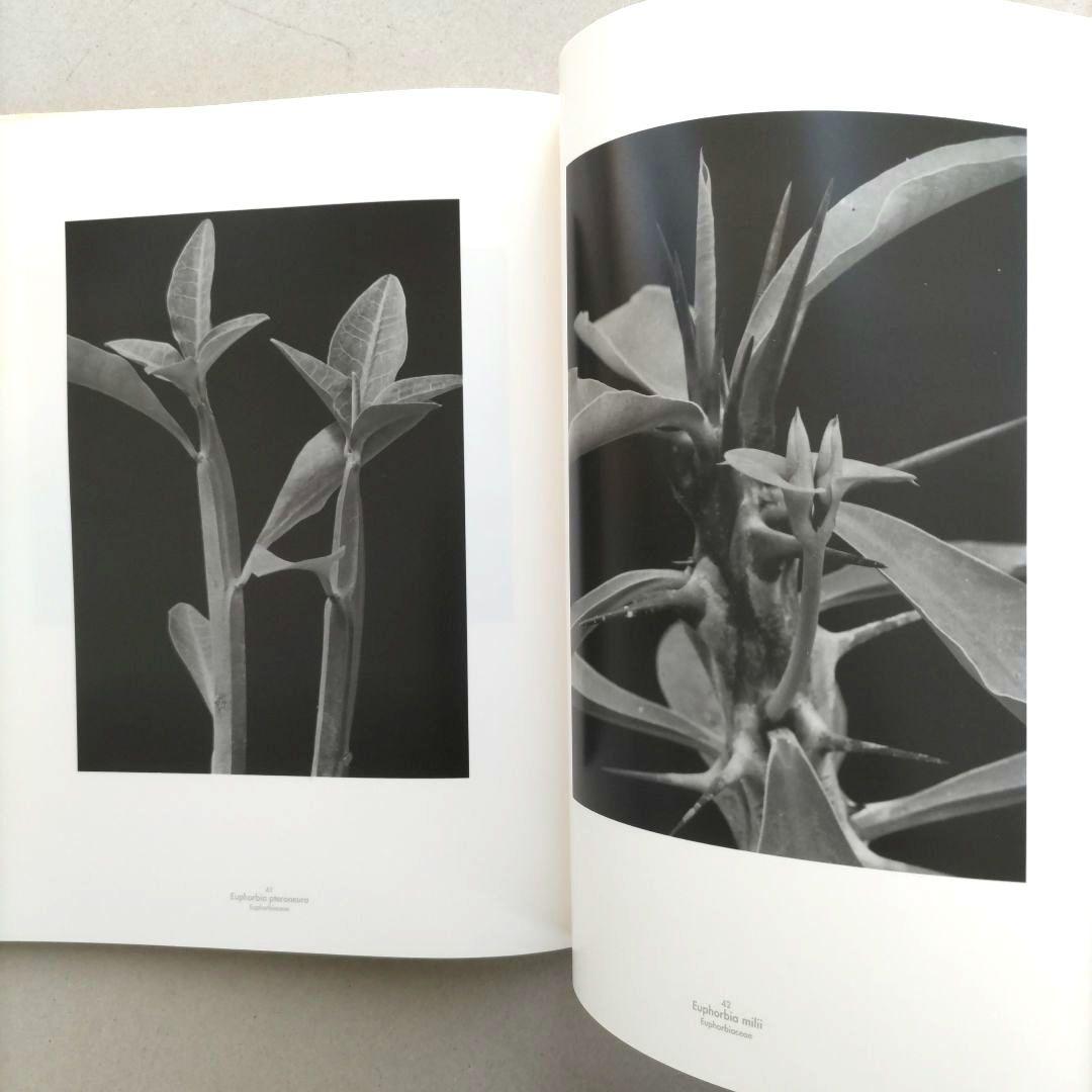 Die Welt der Pflanze/アルベルト・レンガー=パッチュ 写真集