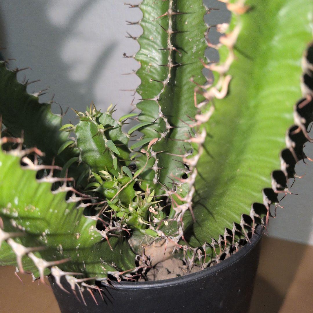 ユーフォルビア　ムランジーナ　大株 木質化　良型　（鉢付き)