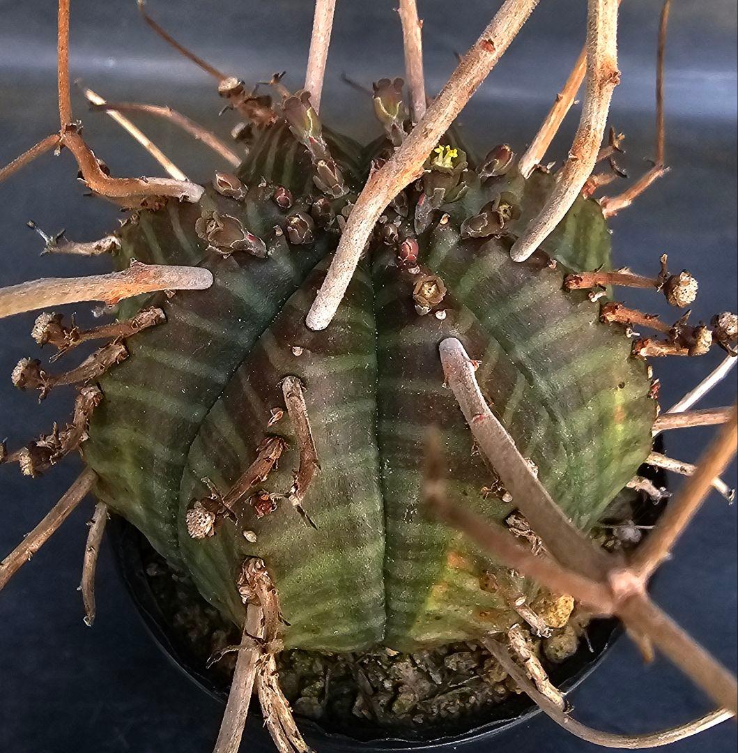 メルカリ便発送☆ユーフォルビア スーパーバリダ 白老交配