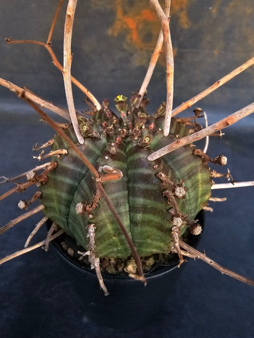 メルカリ便発送☆ユーフォルビア スーパーバリダ 白老交配