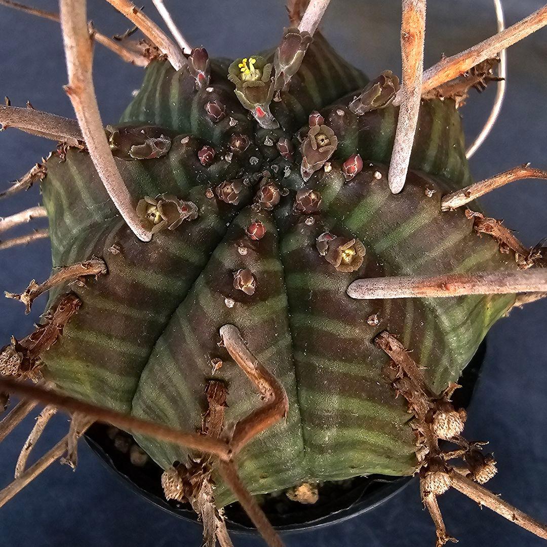 メルカリ便発送☆ユーフォルビア スーパーバリダ 白老交配