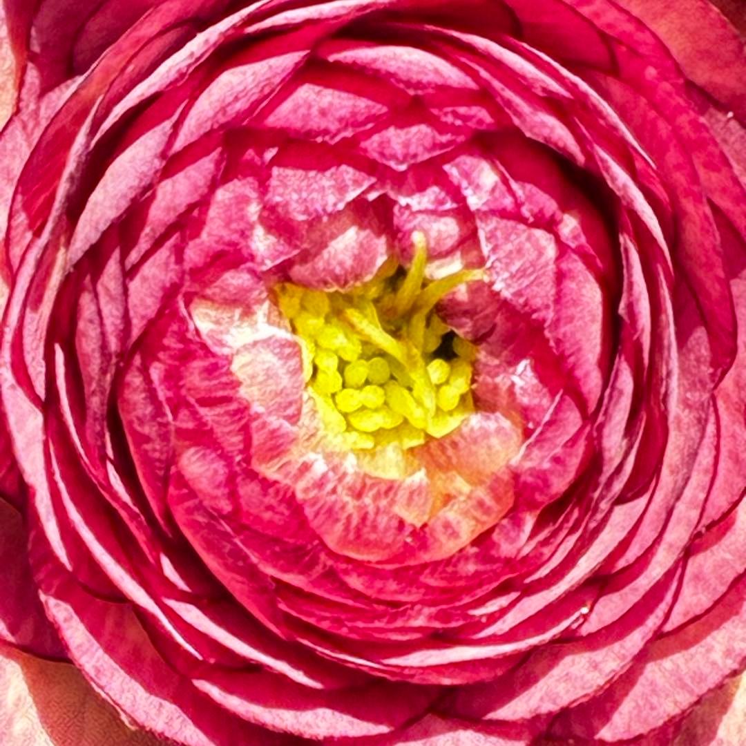 a*a様 3545☘️蕾花タグ付☘️超特殊☘️唯一無二☘️芳香⭐️小輪⭐️超キレ