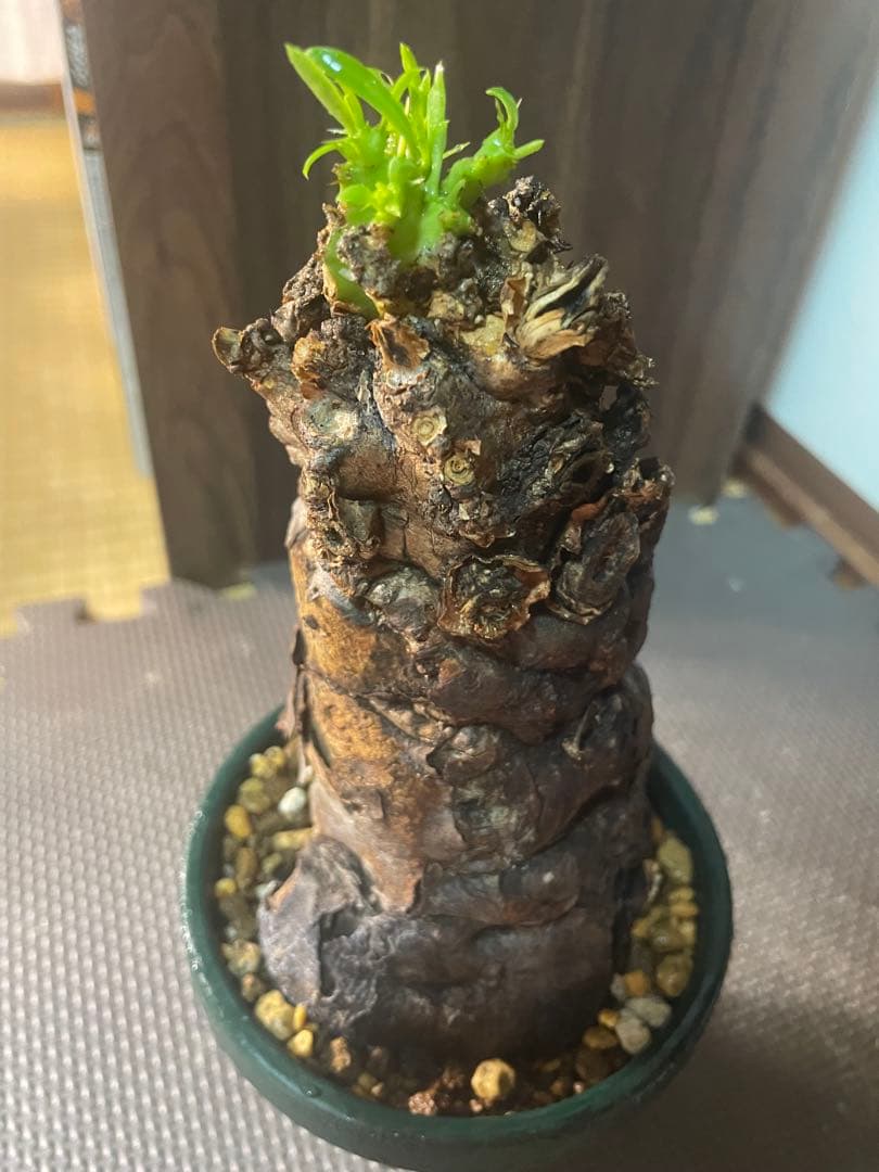 ※*t様 ユーフォルビアムランジーナ　現地株　発根済み