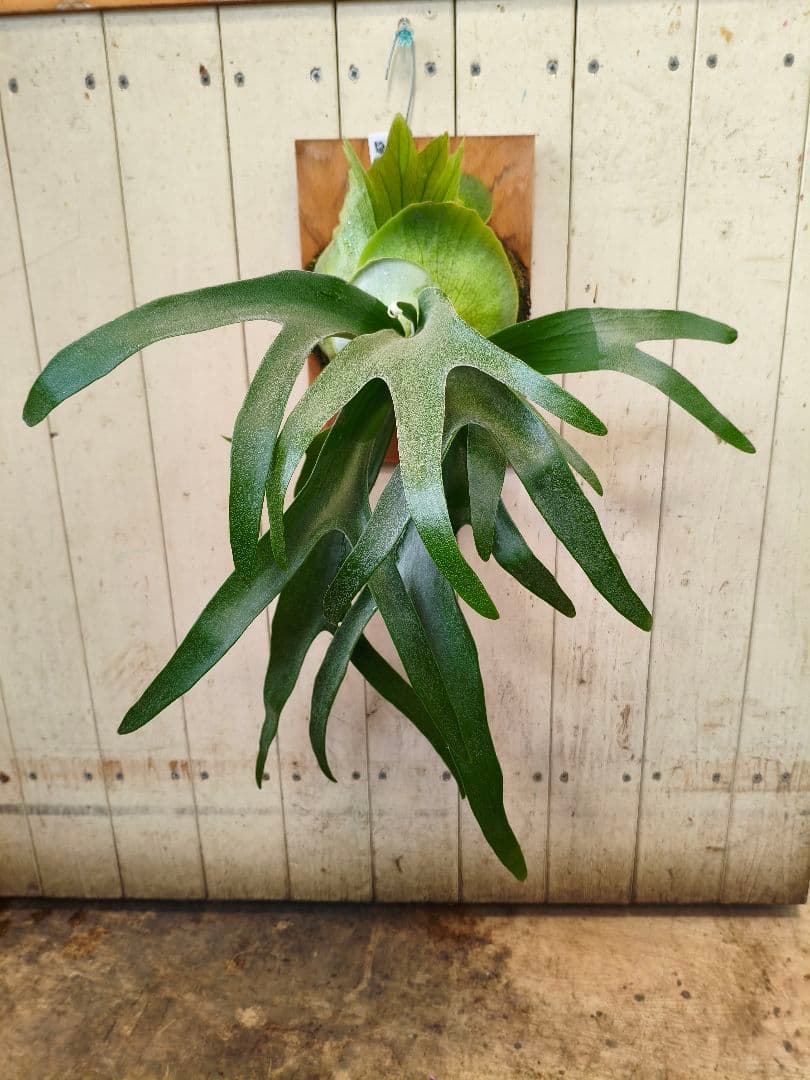 めちゃくちゃカッコいい！！コウモリラン【P.'Mulford'】板付け仕様