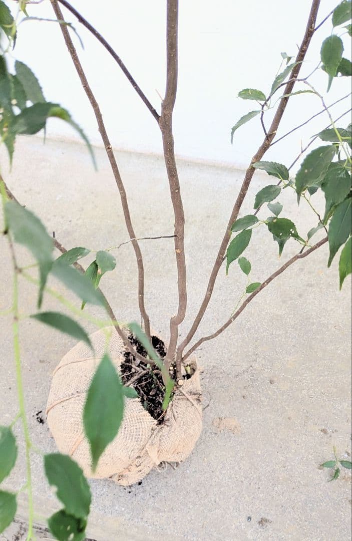 秀逸。山採りハイノキ。