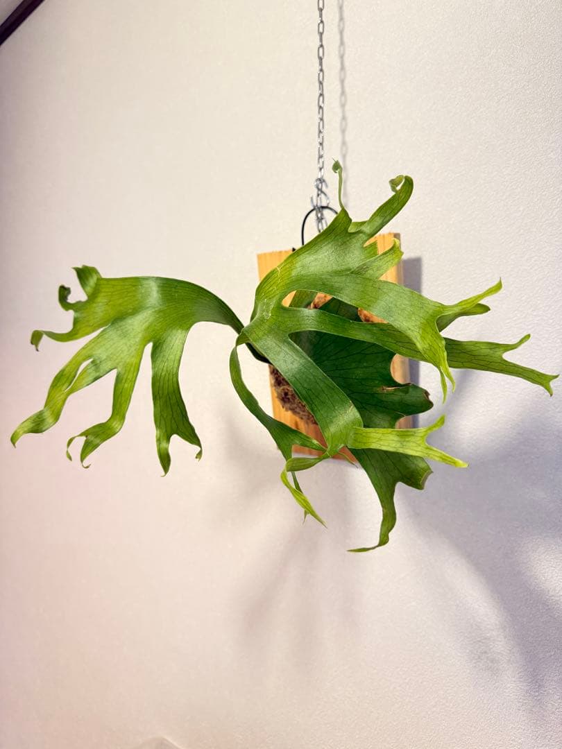 tbt　ビカクシダP. Flamenco