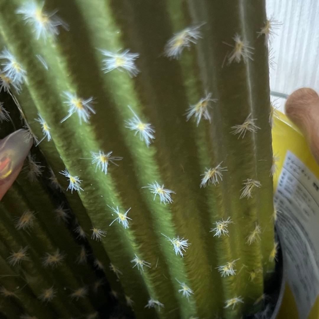 サボテン　フェイク観葉植物　海　夏　インテリア雑貨　お洒落グリーン　西海岸