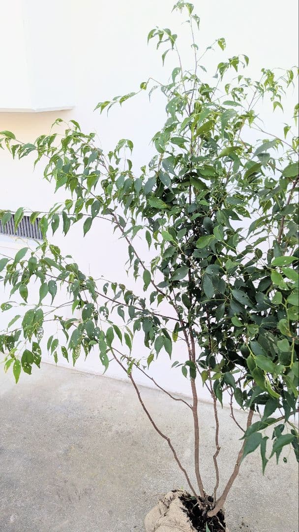 新春特価。山採りハイノキ。