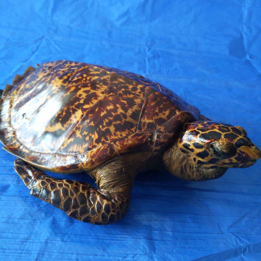 ④うみがめ〚タイマイ〛の剥製　 　壁掛けフックつき