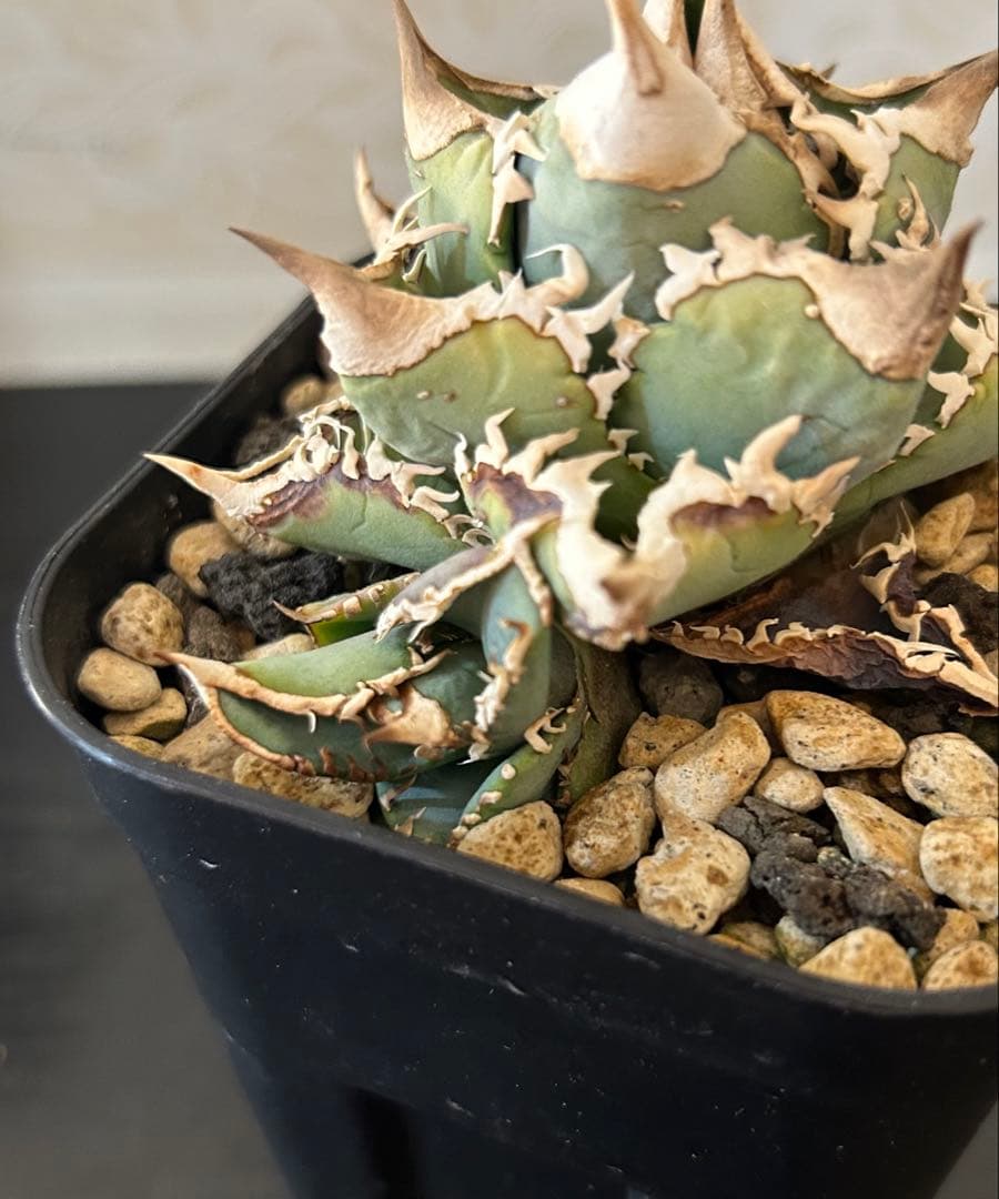 アガベ チタノタ 大白鯊 子株