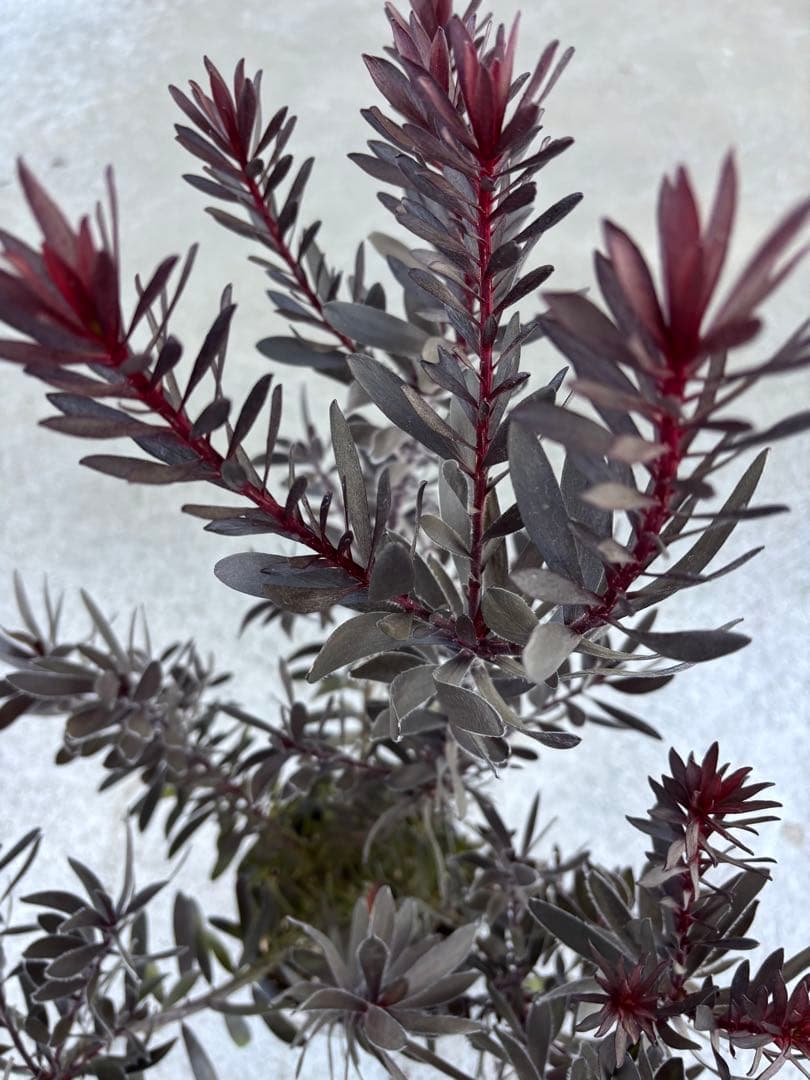 リューカデンドロン　デュリフ　1