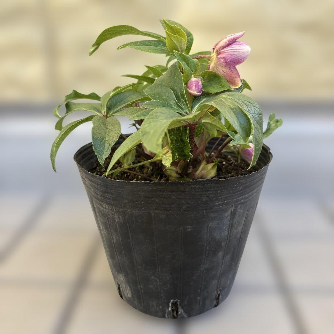 まい様ご購入品　クリスマスローズ　広瀬園芸　写楽　計2点　現品　匿名発送