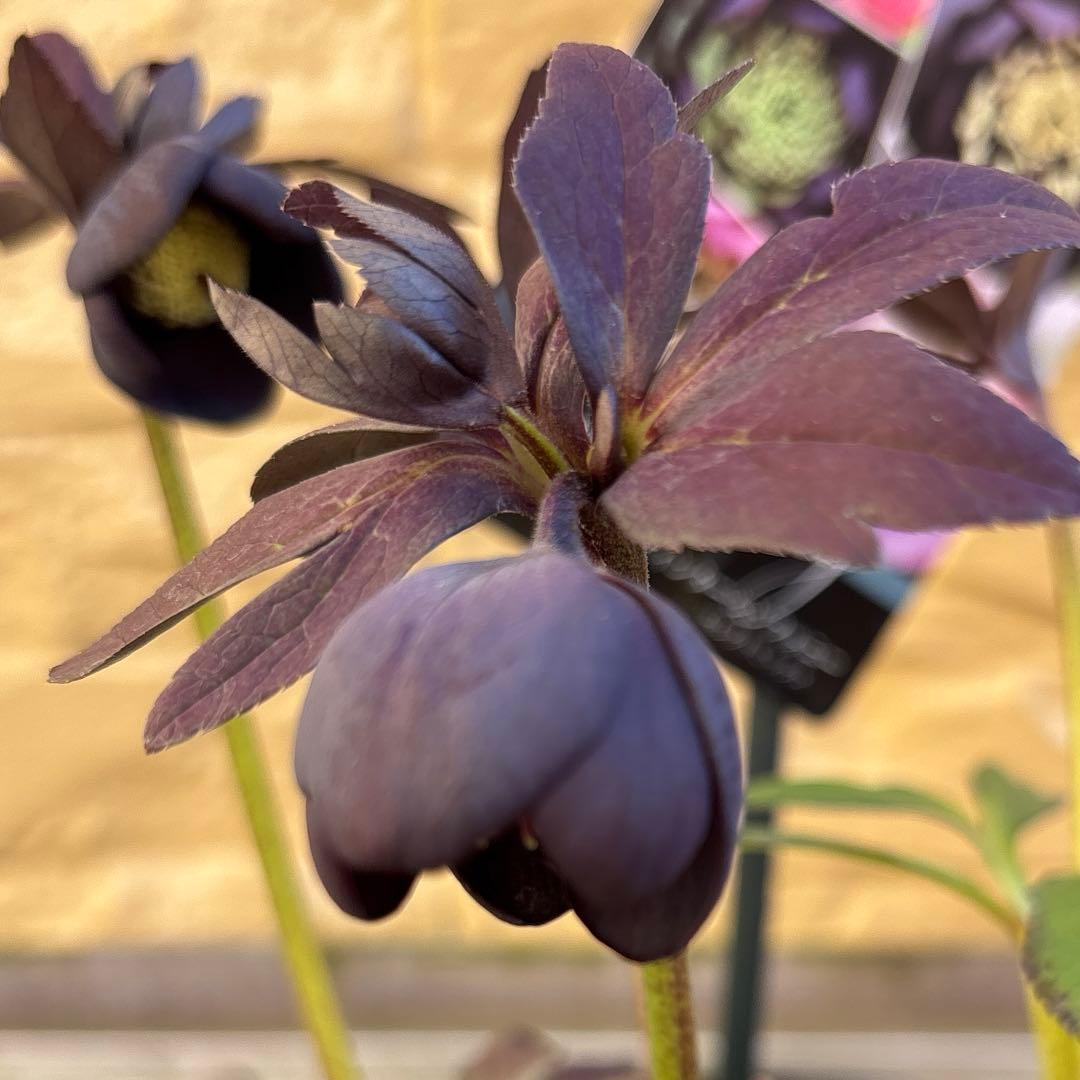 まい様ご購入品　クリスマスローズ　広瀬園芸　写楽　計2点　現品　匿名発送