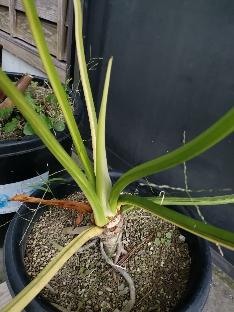 フィロデンドロン　セローム　黄色斑　斑入り　希少　レア