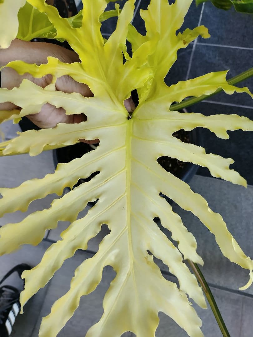 フィロデンドロン　セローム　黄色斑　斑入り　希少　レア