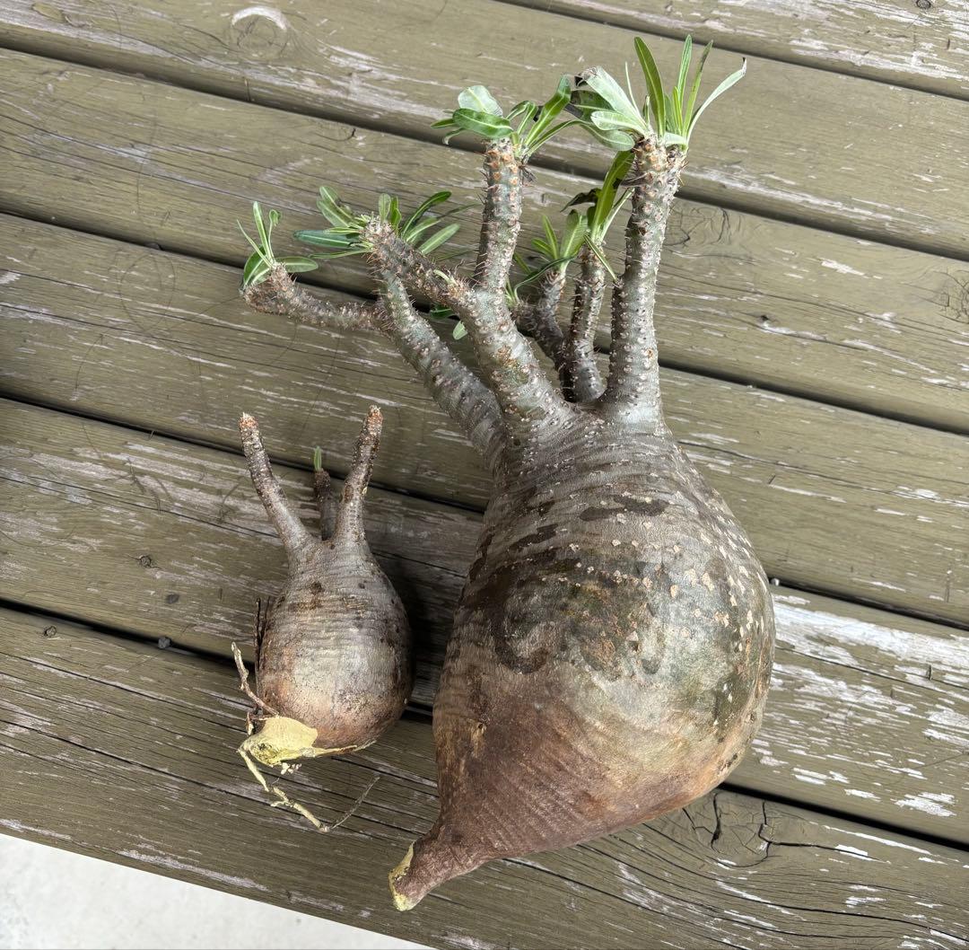 パキポディウムグラキリス　グラキリス　塊根植物　現地球　発根済み　大株　塊根