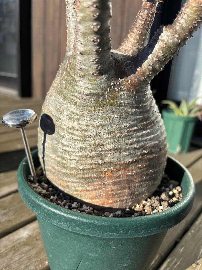 パキポディウムグラキリス　グラキリス　塊根植物　現地球　発根済み　大株　塊根