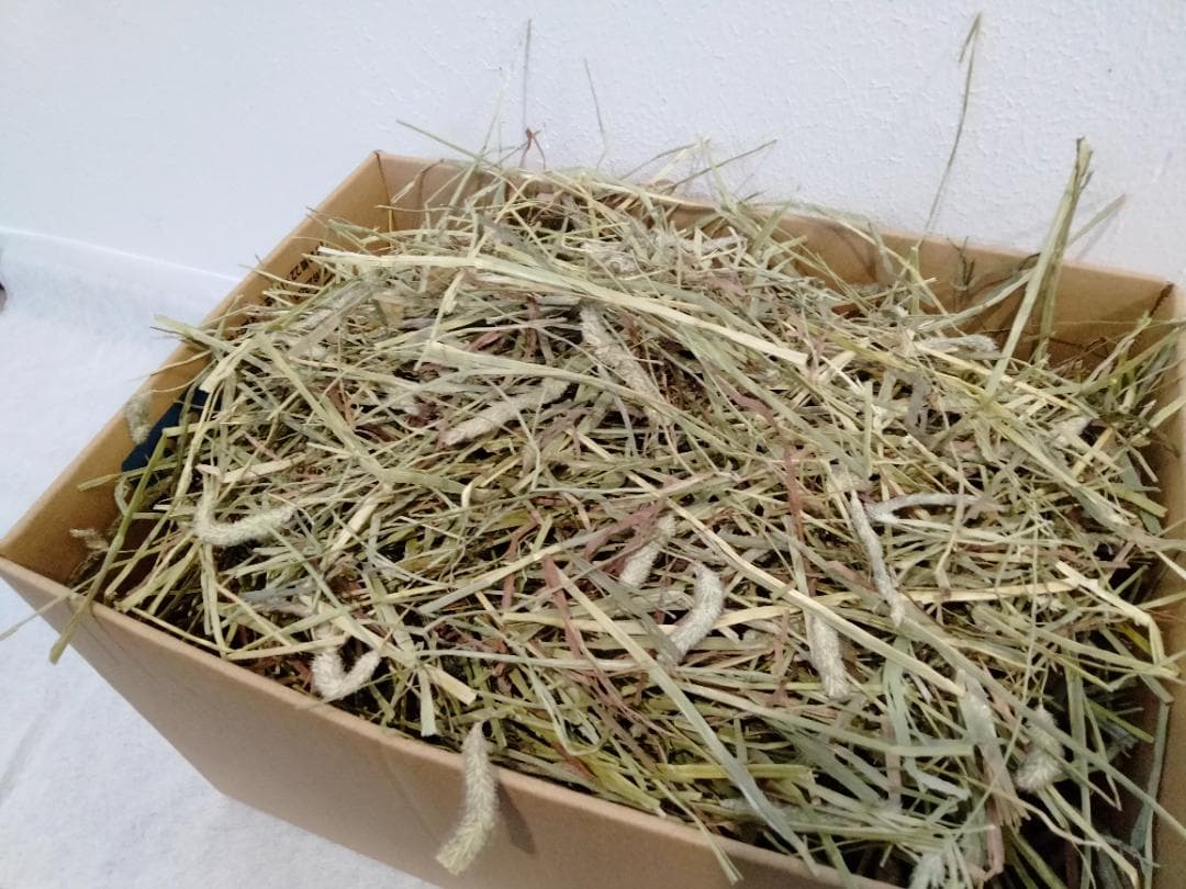 カナダ産 チモシー 60kg スーパープレミアム １番刈り