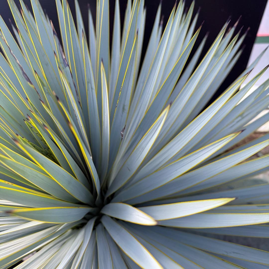 じ*も様 【AL1098】ユッカ　ロストラータ　美形　ホワイト個体