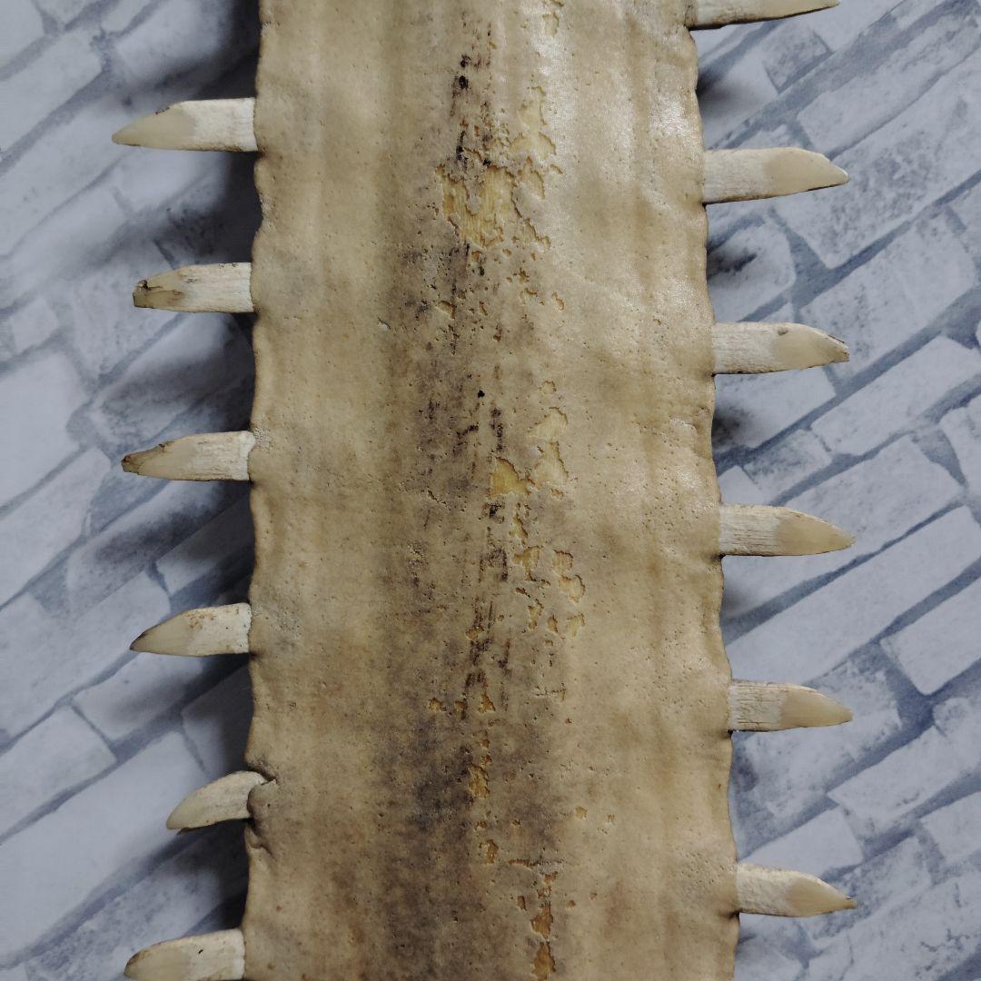 ​【超希少・特大80cm】ノコギリギス 吻 剥製 ブラジル ノコギリザメ 天然物