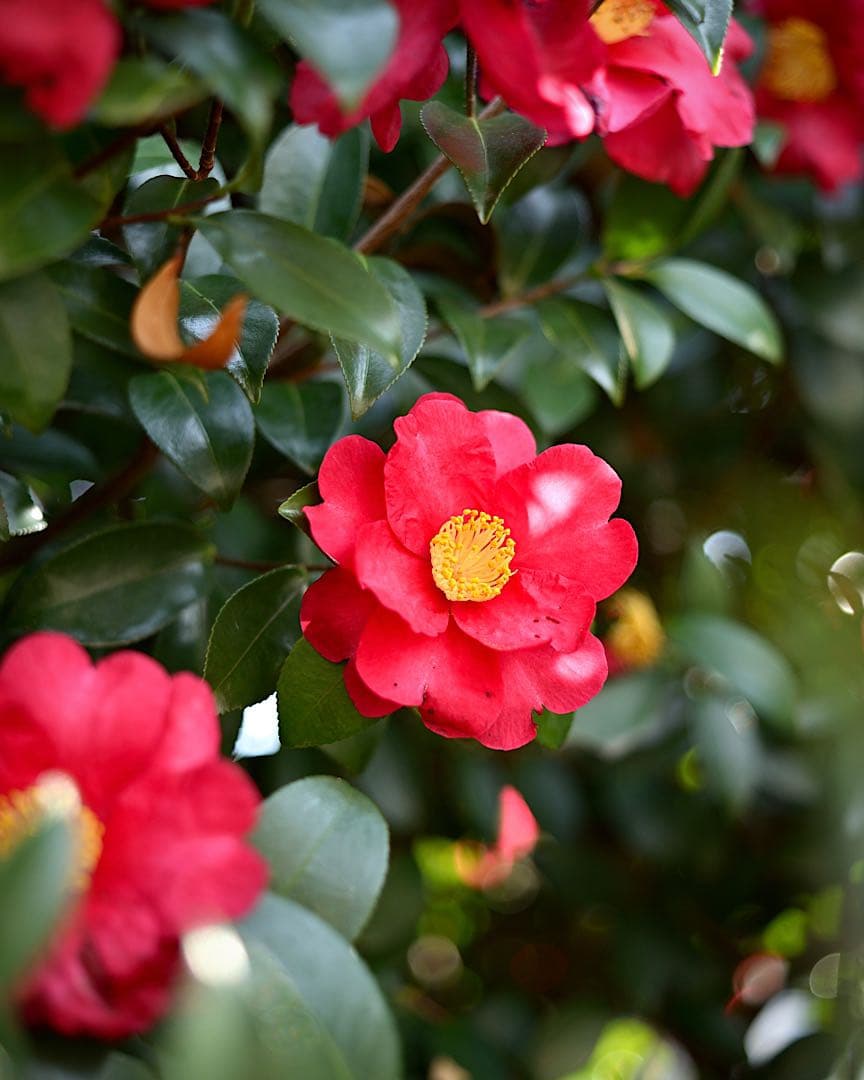 【箱付・極上品】Nikon Ai Nikkor 45mm F2.8P シルバー☆