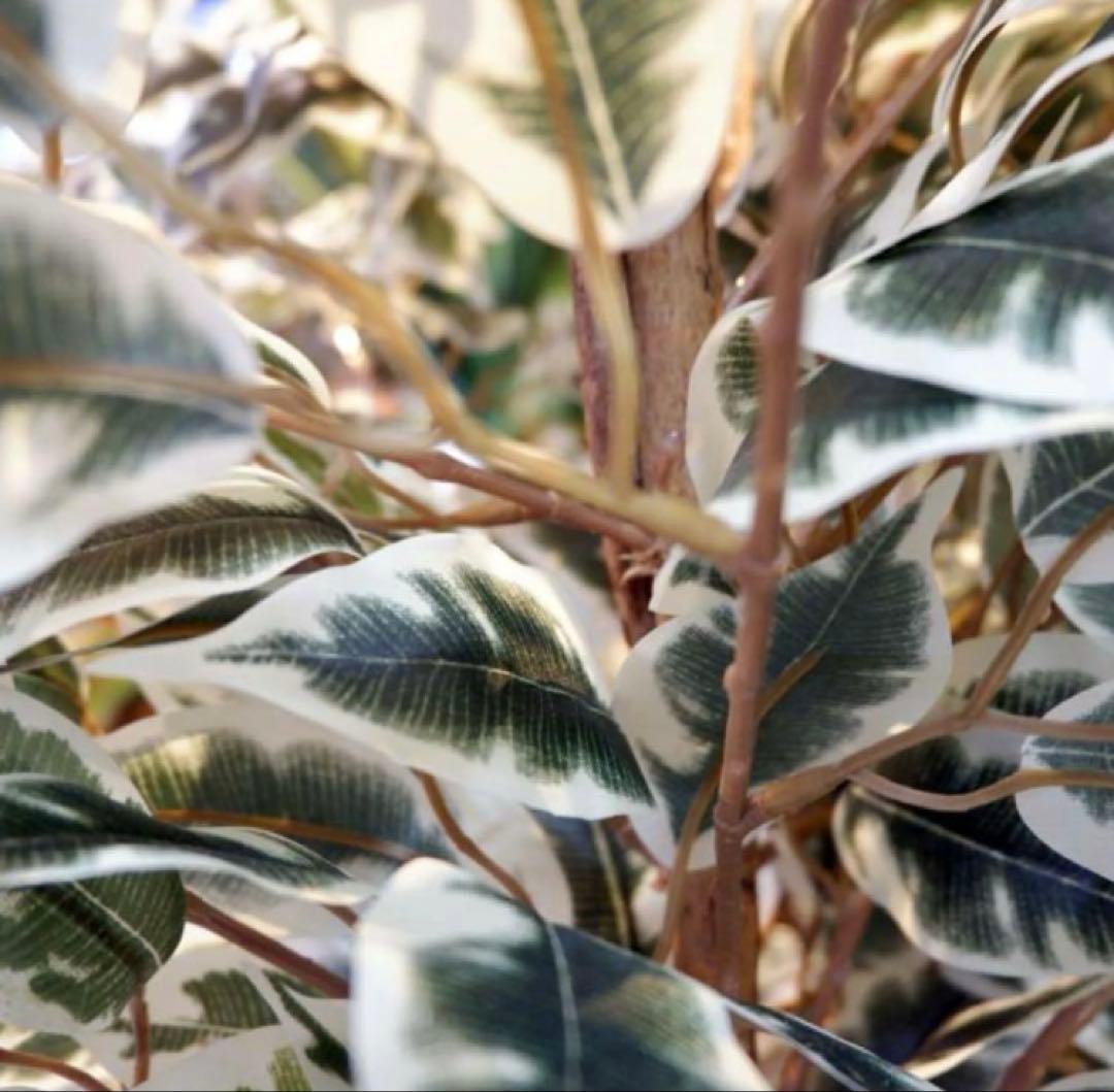 光触媒　人工観葉植物　ウォールグリーン　フェイクグリーン　ベンジャミンフィカスA