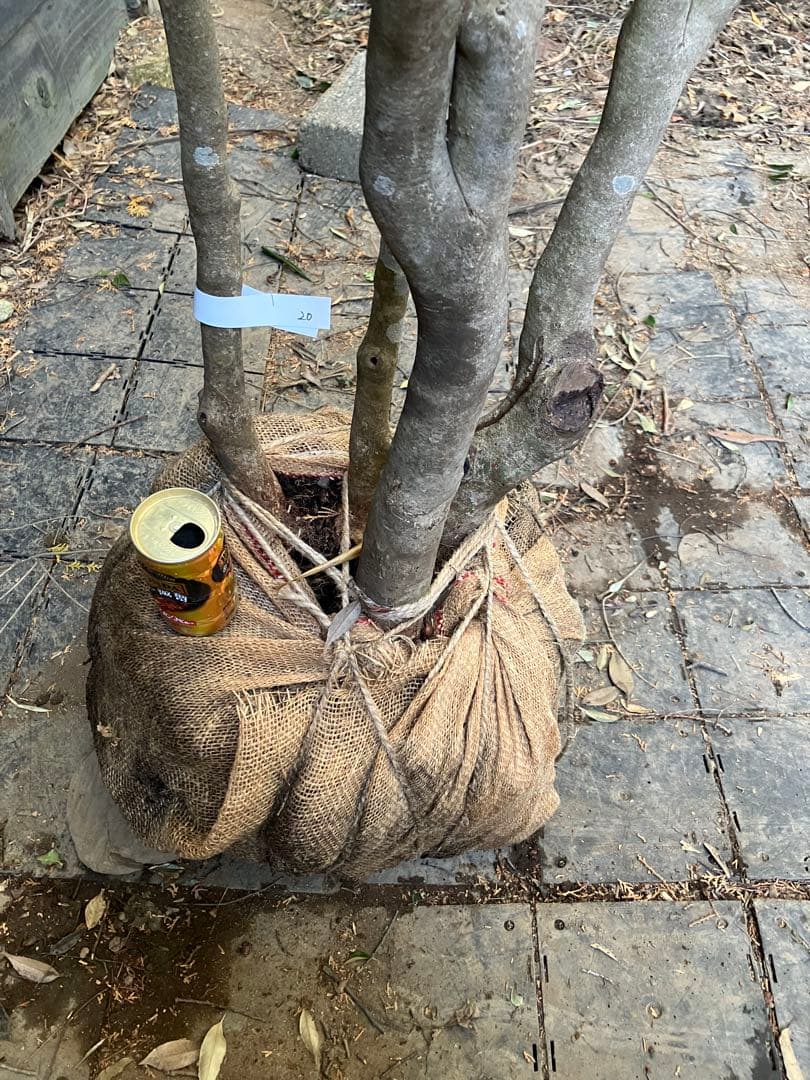 20 山採り　ドウダンツツジ