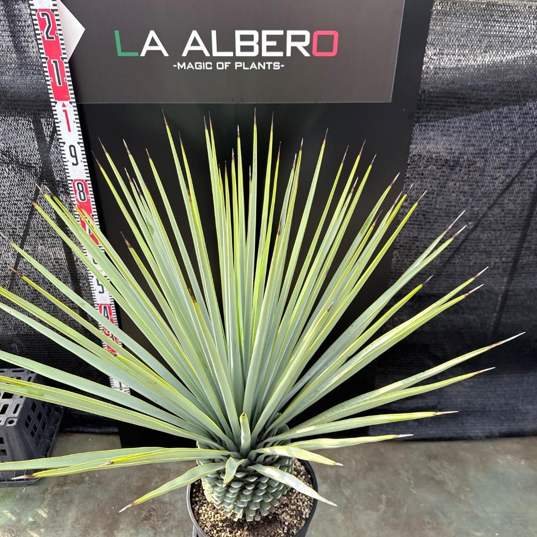 【AL1184】ユッカ　ロストラータ