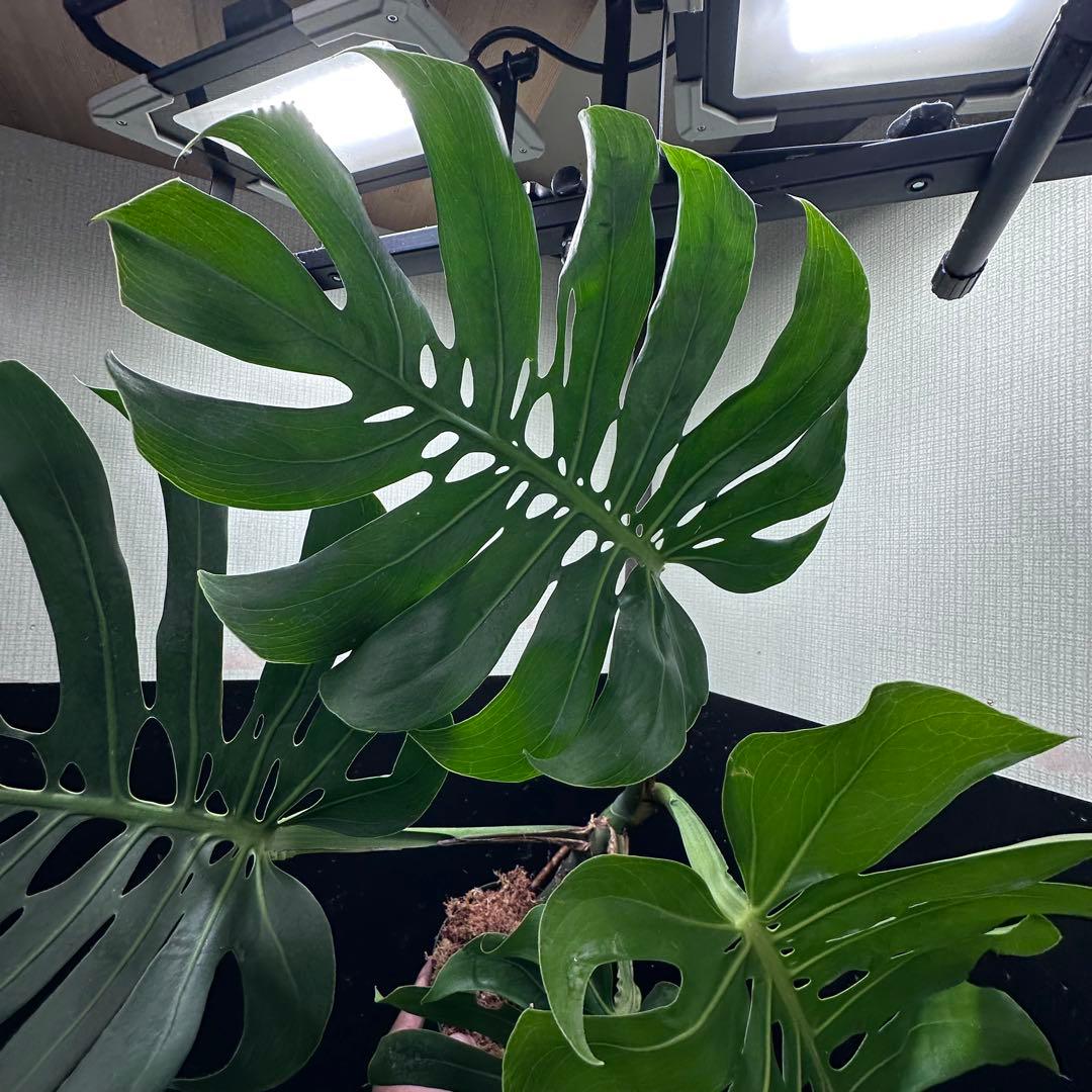 n*l様 モンステラデリシオーサマクロコズム超希少系統鉢植え83㎝