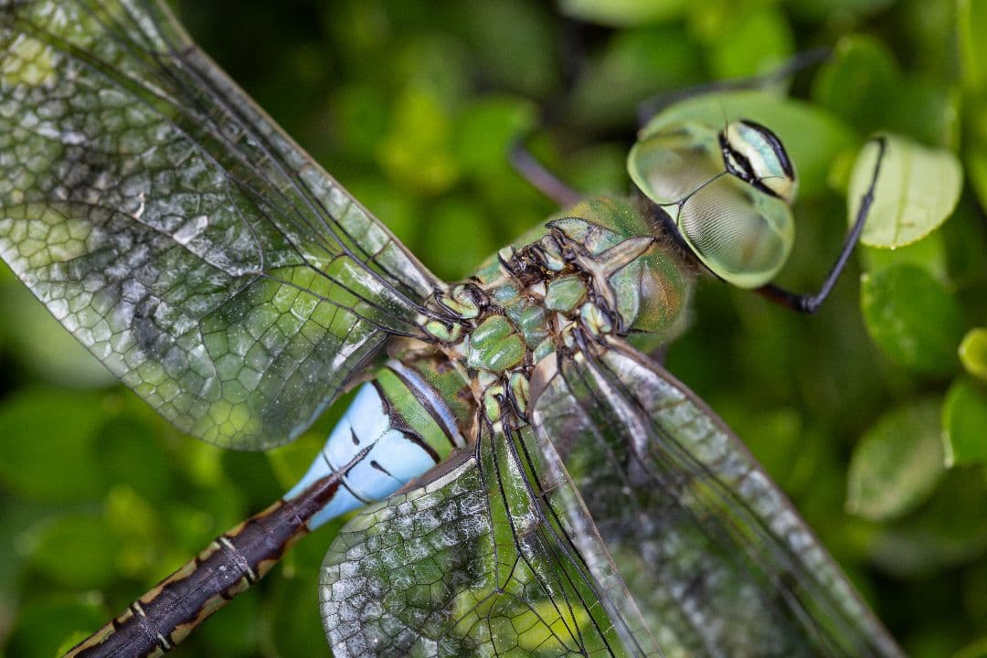 キヤノン EF100mm F2.8L MACRO IS USM