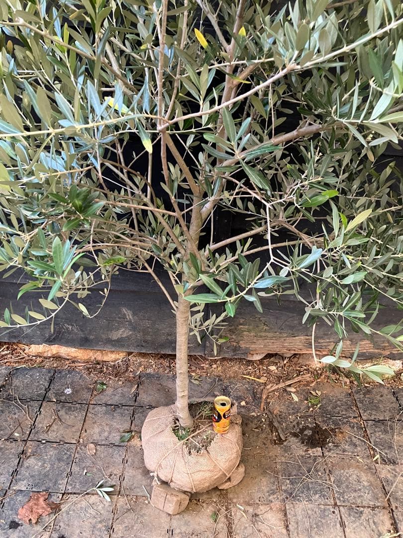 やよさん。専用　オリーブの木　レッチーノ