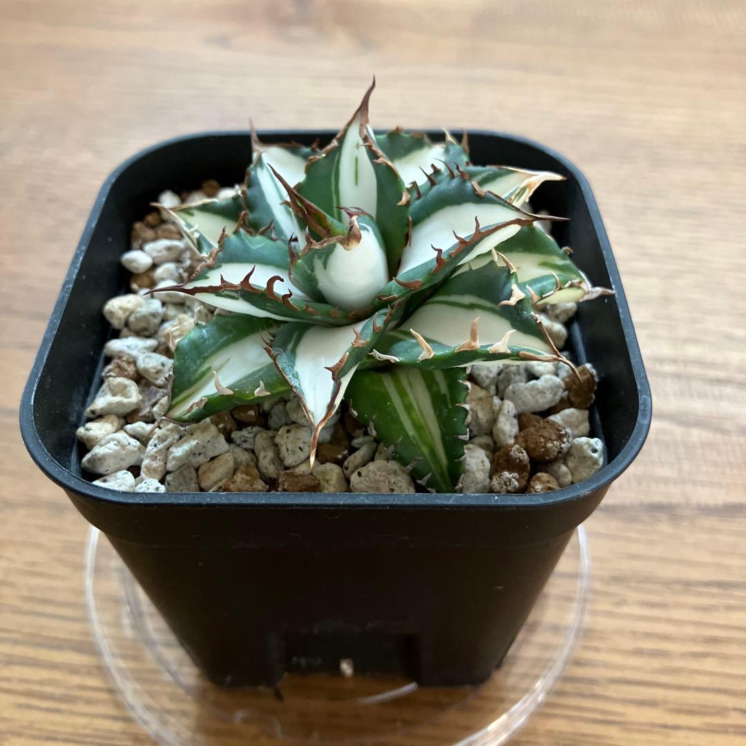 バ*ル様 確認用【初売りオークション】105 アガベ　太陽神錦　TC