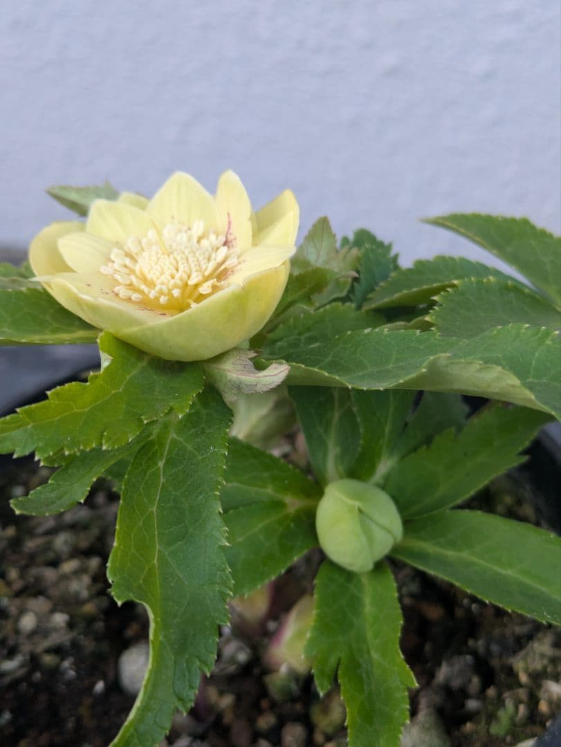 広瀬園芸 クリスマスローズ　グリーンゴールドスポットdd　小輪極美株