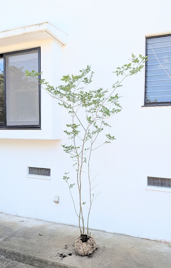 山採りアオダモ。