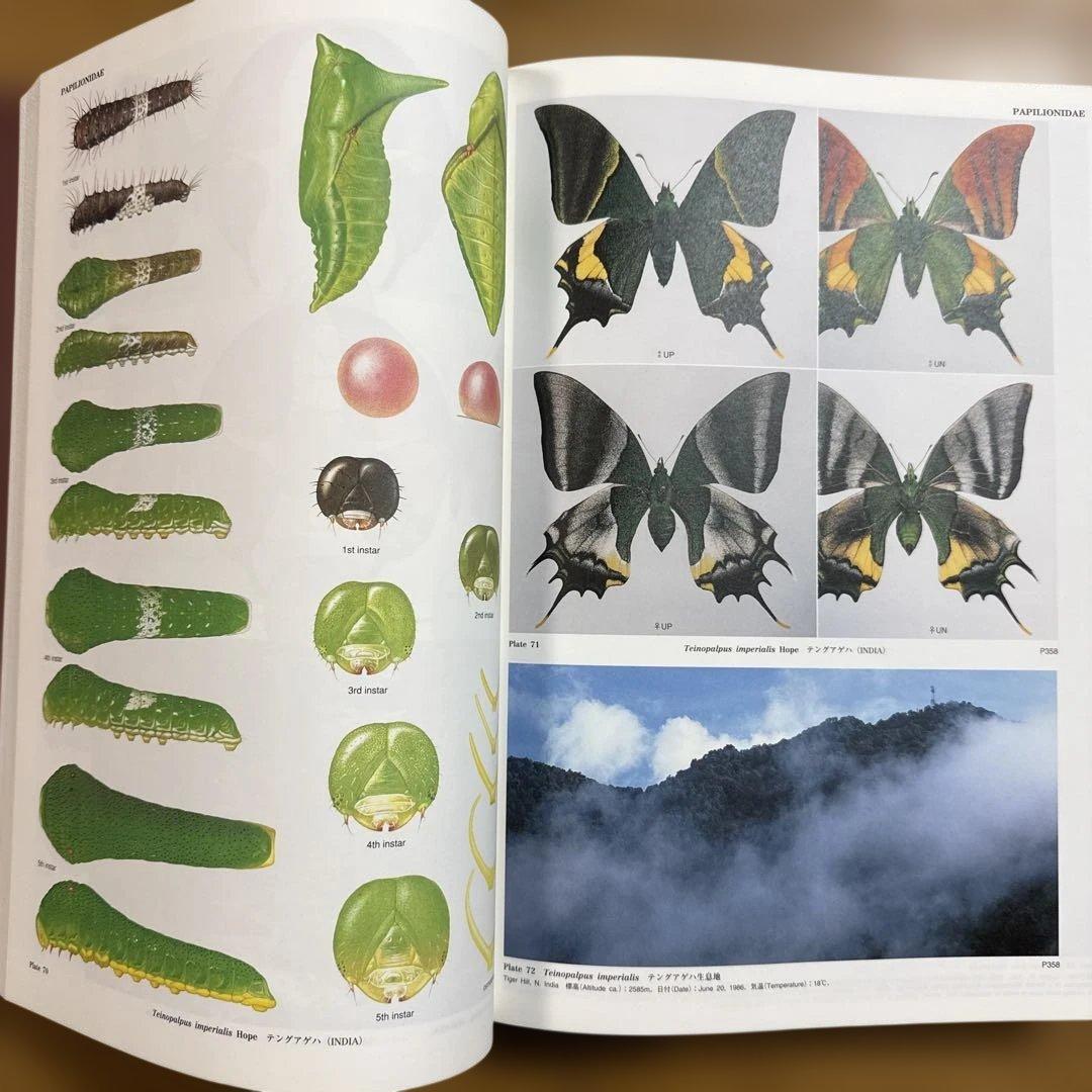 アジア産蝶類生活史図鑑 2