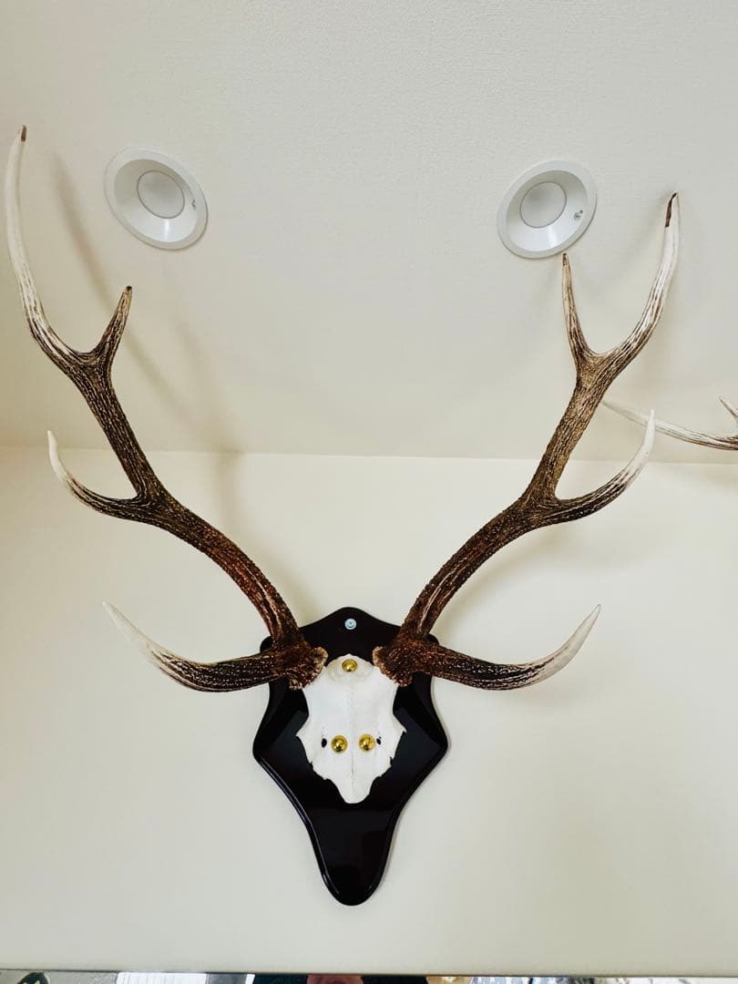 鹿の角立派な北海道蝦夷鹿の角の標本