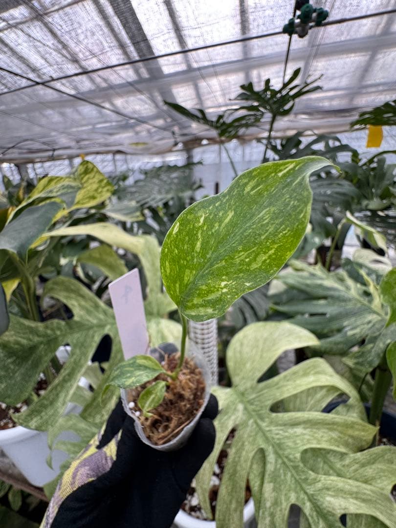 Yoモンステラ エレクトロライト　組織培養苗　順化済　2寸ポリポット