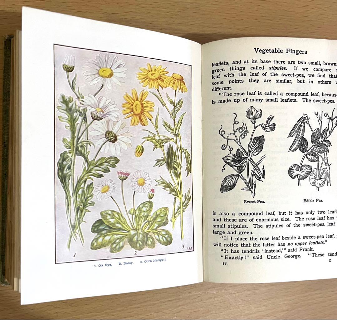 No.241 古書 洋書 児童書 植物·昆虫·動物·樹木·鳥·蝶·魚 図鑑 自然