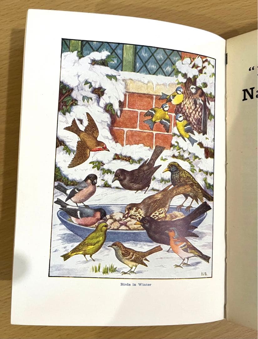 No.241 古書 洋書 児童書 植物·昆虫·動物·樹木·鳥·蝶·魚 図鑑 自然