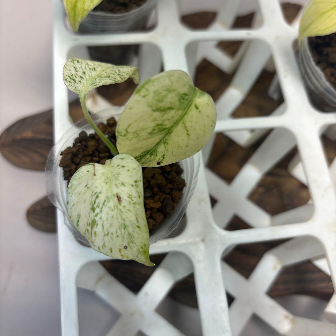 ち*え様 5株セットms33【特別選抜】ホワイトモンスター／天津蘭 モンステラ斑