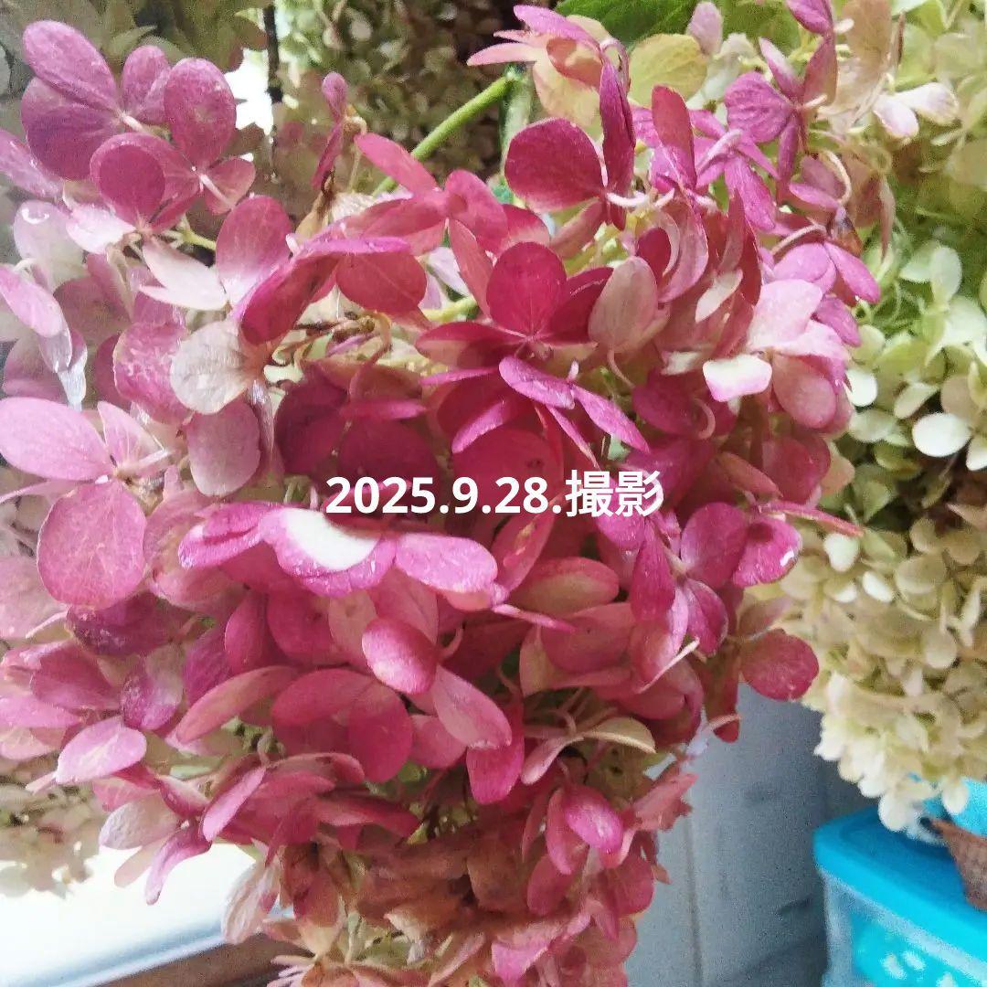 2025.9.追加ありピラミッドあじさい内容説明ご予約ページ（読む所から）