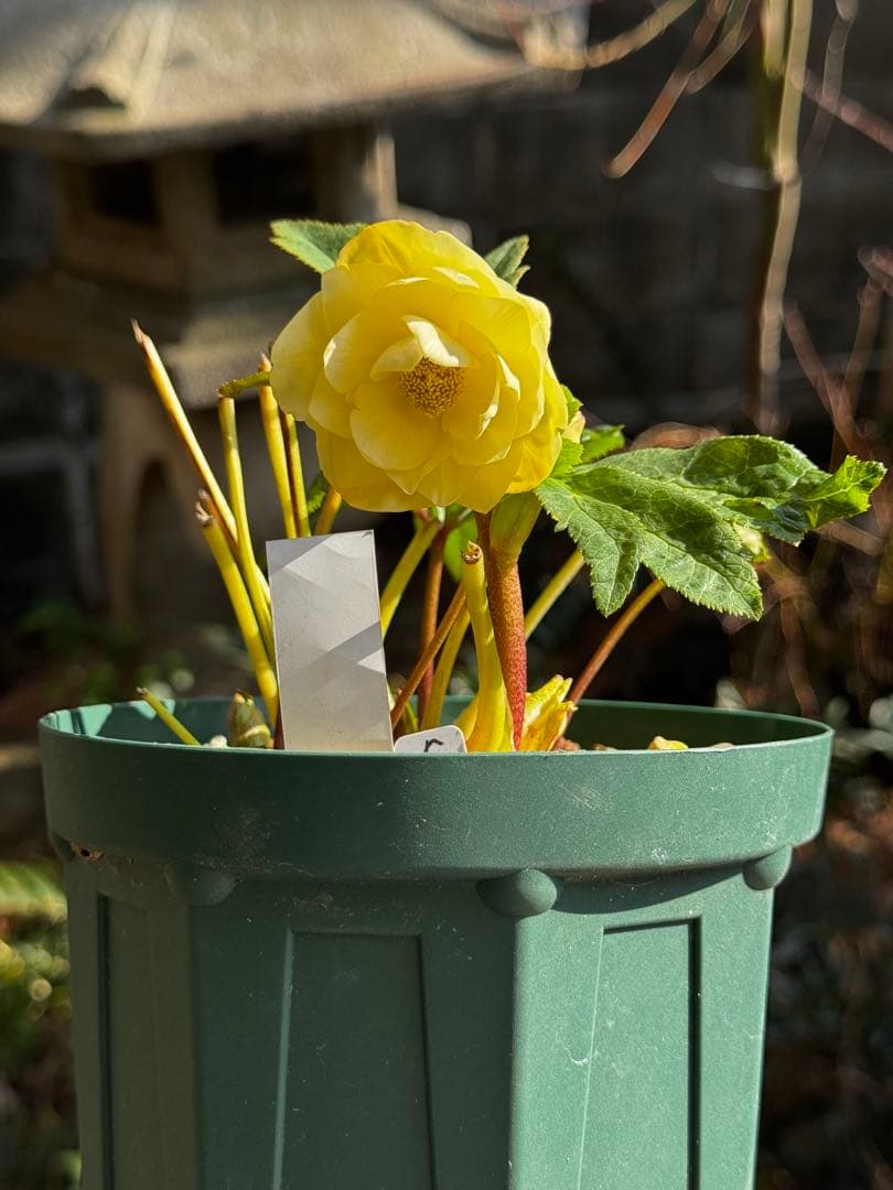 クリスマスローズ 加藤農園 かぐや姫×かぐや姫