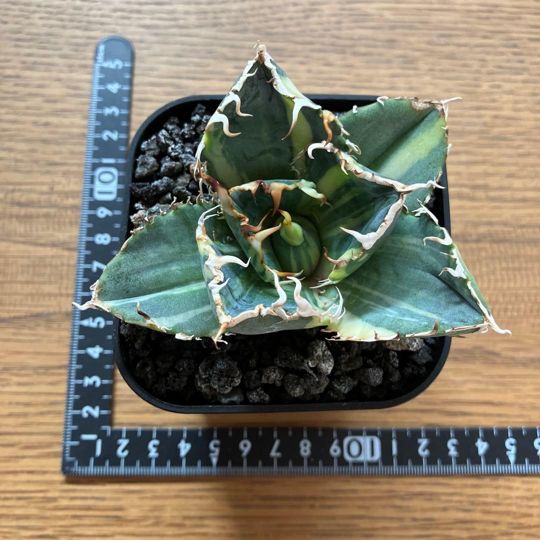 れ*★様 【初売りオークション】118 特大　アガベ　チタノタ　白鯨錦　縞斑　T