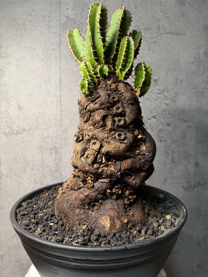 Kawasakiz1様. 【超特大・極上株】ユーフォルビア ムランジーナ